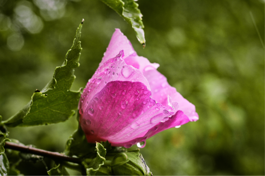gewässerte, mit Tropfen besetze Rose in pink