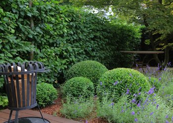 Gartentyp Ästhet mit Lavendel, Buchsbaumkugeln, Buchenhecke und Feuerkorb aus Metall