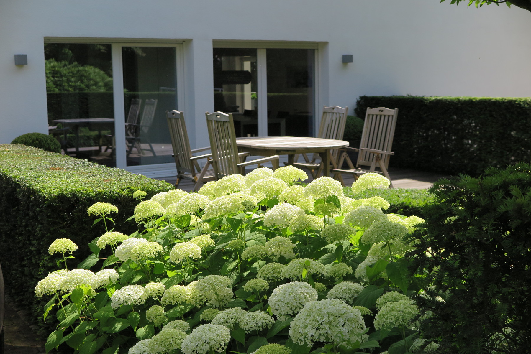 Terrasse mit Eibenhecken und weißen Hortensien