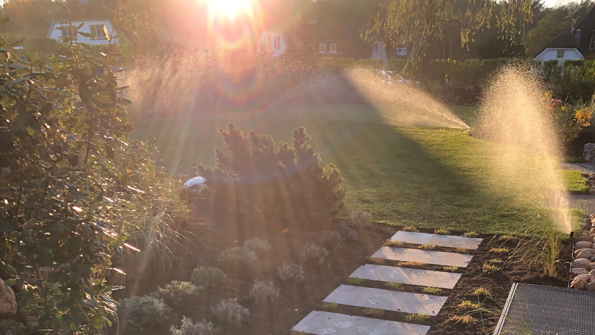 Gartenbewässerung bei tief stehender Sonne mit Rasensprengern Im Garten sprühen mehrere Rasensprenger feinen Wassernebel über den Rasen bei tief stehender Sonne.