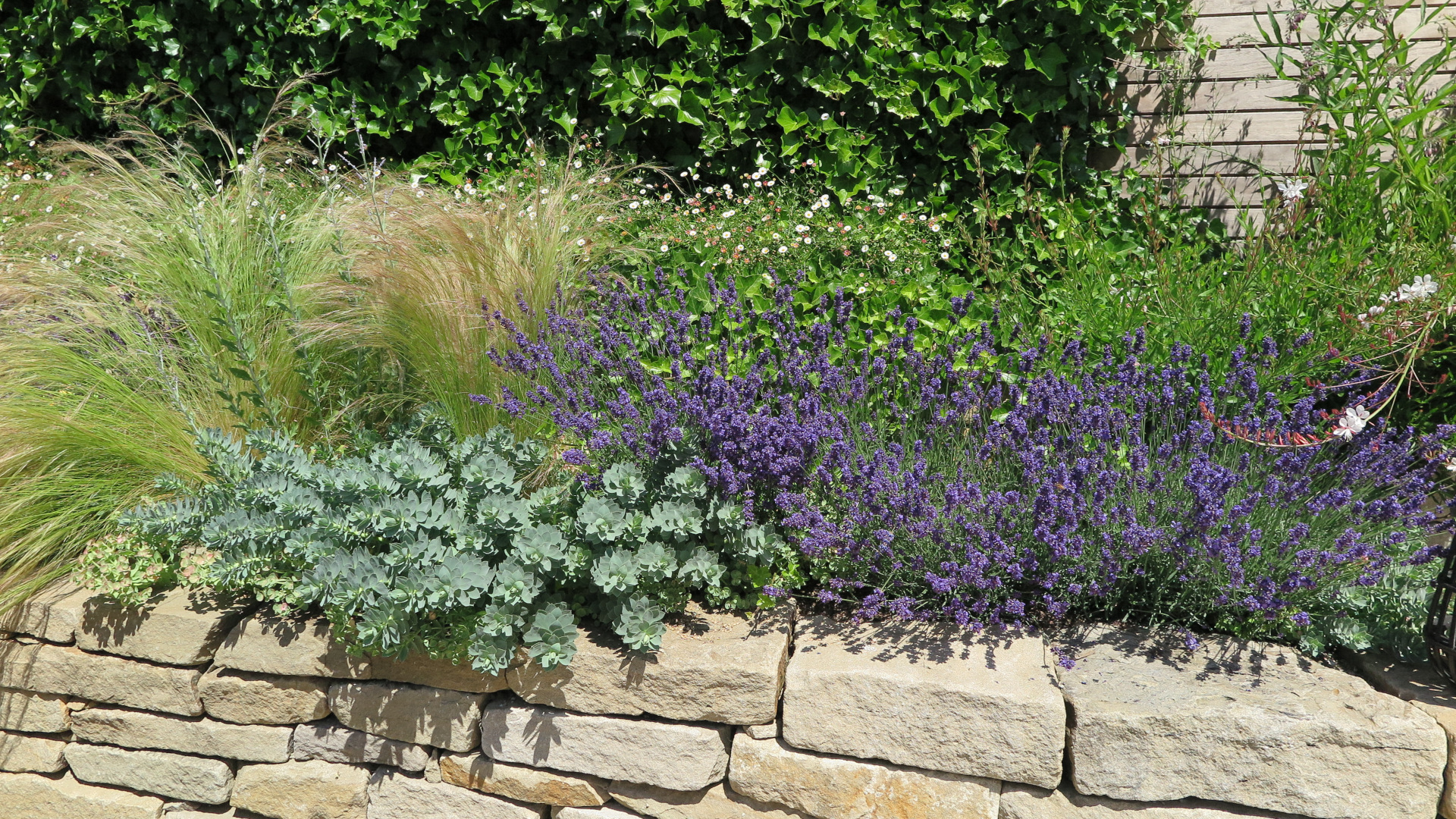 Vor einer Steinmauer wachsen violetter Lavendel, Ziergräser und silbrig-grüne Stauden in einem dicht bepflanzten Gartenbeet.