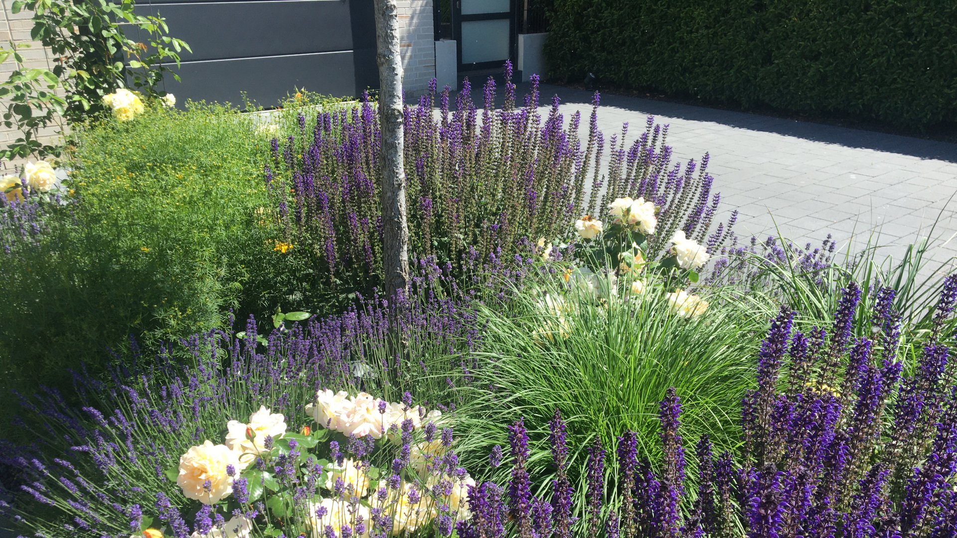 Vorgarten mit violetten Stauden und hellen Rosen vor der Einfahrt Ein gepflegter Vorgarten mit violetten Stauden, hellen Rosen und dichten Gräsern liegt an einer gepflasterten Einfahrt.