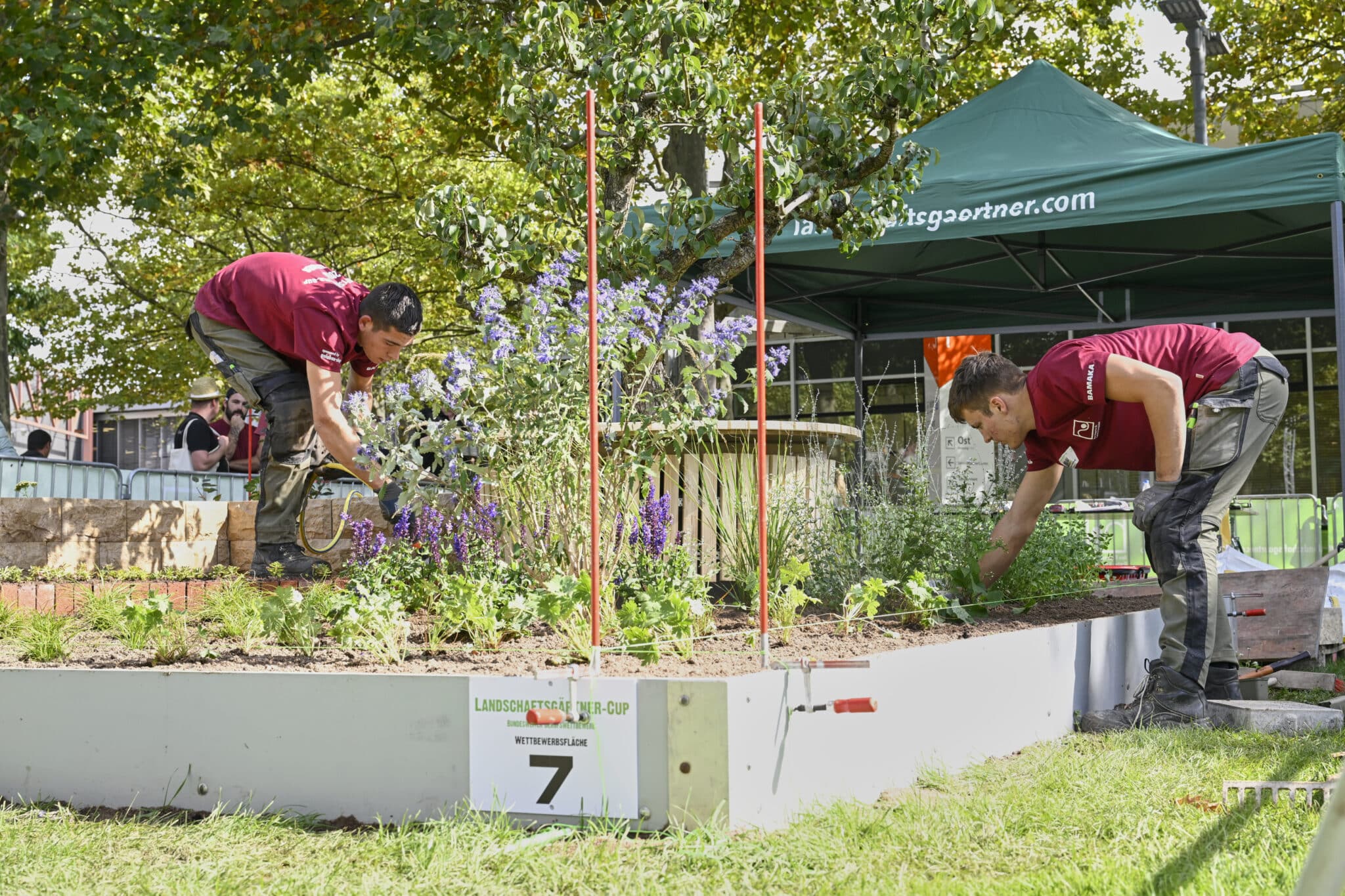Leon Kellerund Marvin Mühlhoff Vor einer Steinmauer wachsen violetter Lavendel, Ziergräser und silbrig-grüne Stauden in einem dicht bepflanzten Gartenbeet.